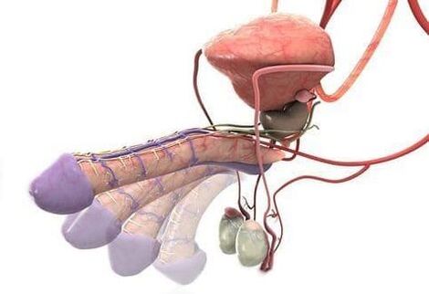 erección después de la cirugía de agrandamiento del pene